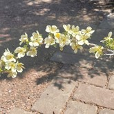 Stansbury's Cliffrose